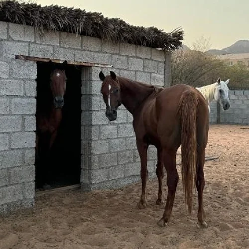 Hidden Mountain Farm Stay In Hatta — Dubai — Photo 5